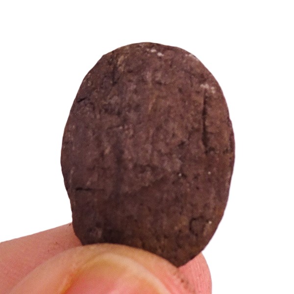 Carya sp. - Imagen 2