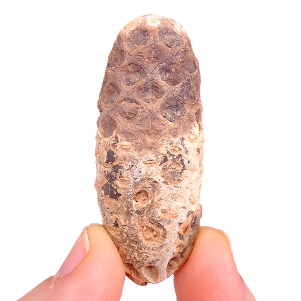 Equicalastrobus chinleana