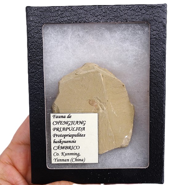 Protopriapulites haikouensis - Imagen 3