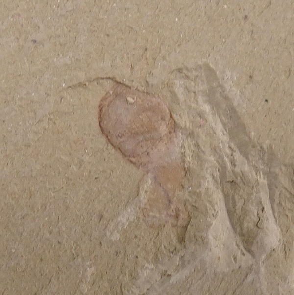 Protopriapulites haikouensis