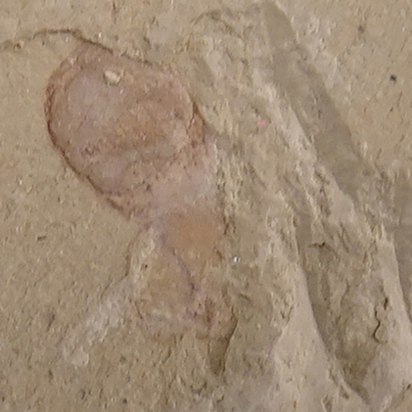 Protopriapulites haikouensis - Imagen 2