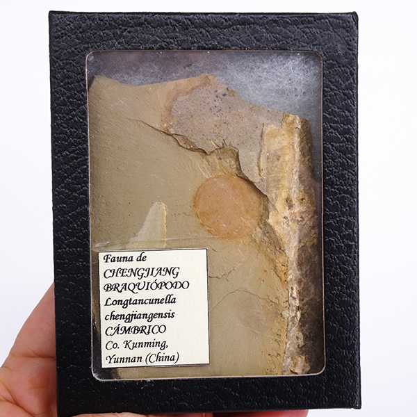 Longtancunella chengjiangensis - Imagen 3