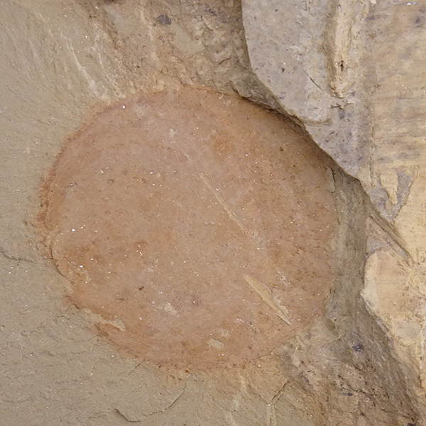 Longtancunella chengjiangensis - Imagen 2