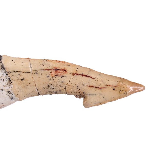 Onchopristis numidus - Imagen 4