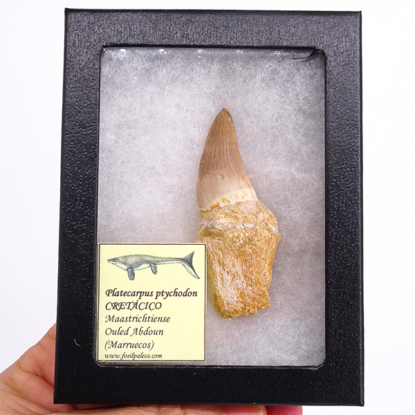 Platecarpus ptychodon - Imagen 5