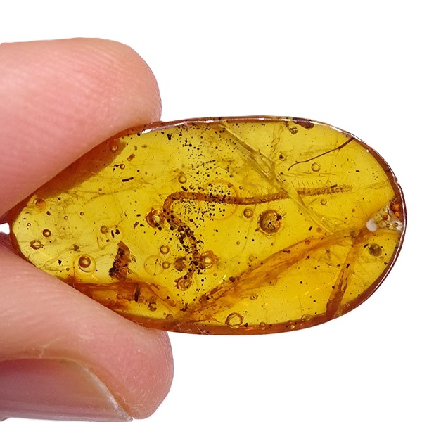 O. Geophylomorpha - Imagen 3