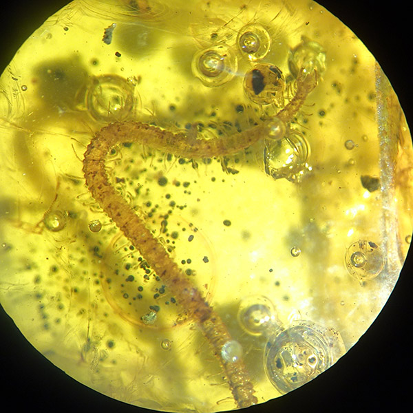 O. Geophylomorpha - Imagen 4