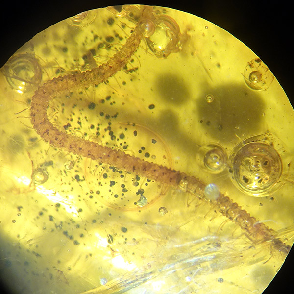 O. Geophylomorpha - Imagen 5