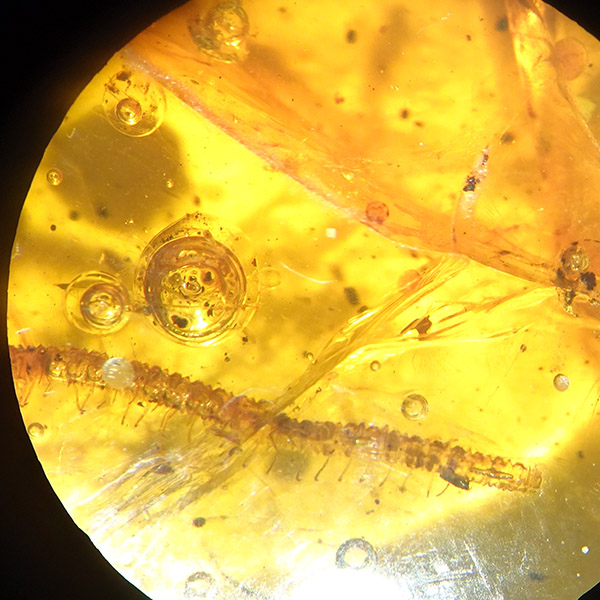 O. Geophylomorpha - Imagen 6
