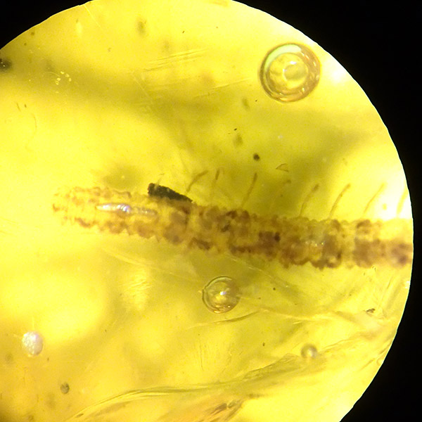 O. Geophylomorpha - Imagen 7