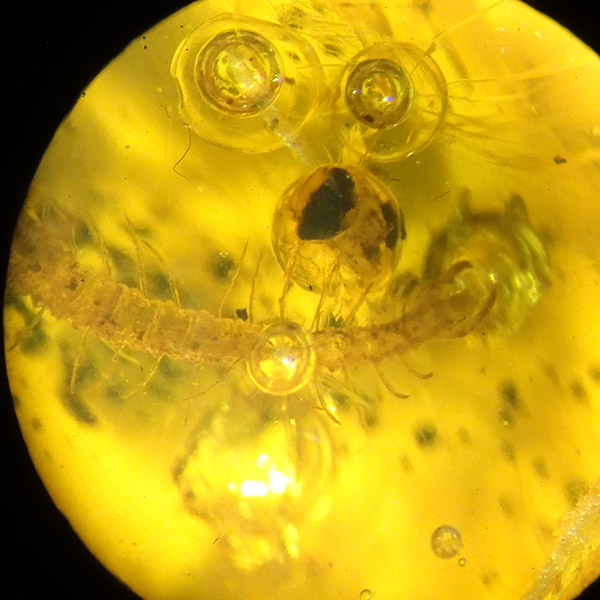 O. Geophylomorpha - Imagen 8