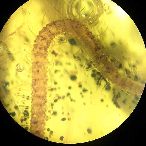 O. Geophylomorpha - Imagen 9