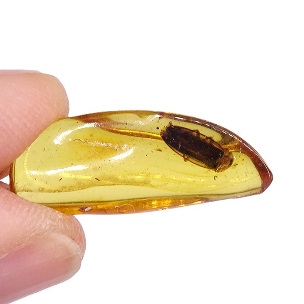 O. Coleoptera - Imagen 6