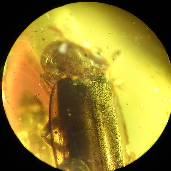 O. Coleoptera - Imagen 3