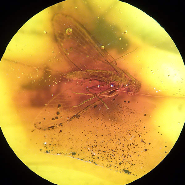 O. Ephemeroptera - Imagen 2
