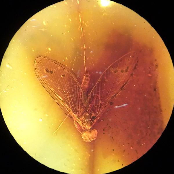O. Ephemeroptera - Imagen 3