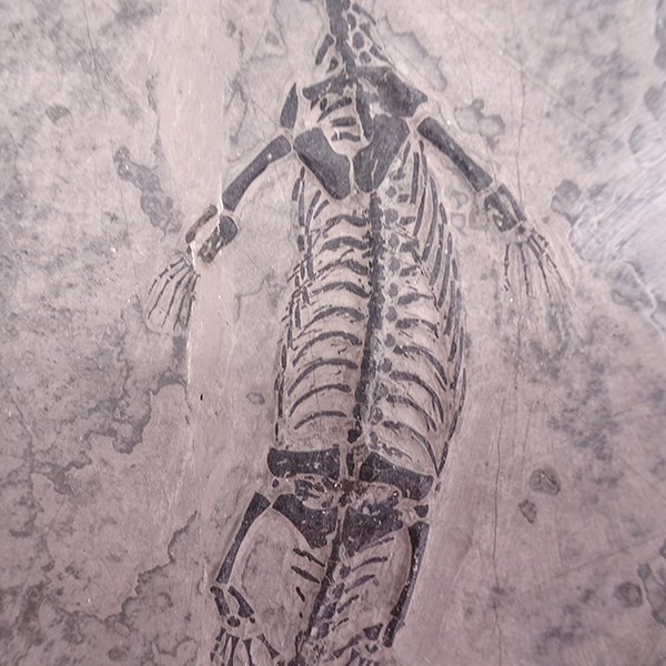Keichousaurus hui - Imagen 5