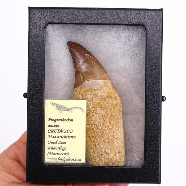 Prognathodon anceps - Imagen 5
