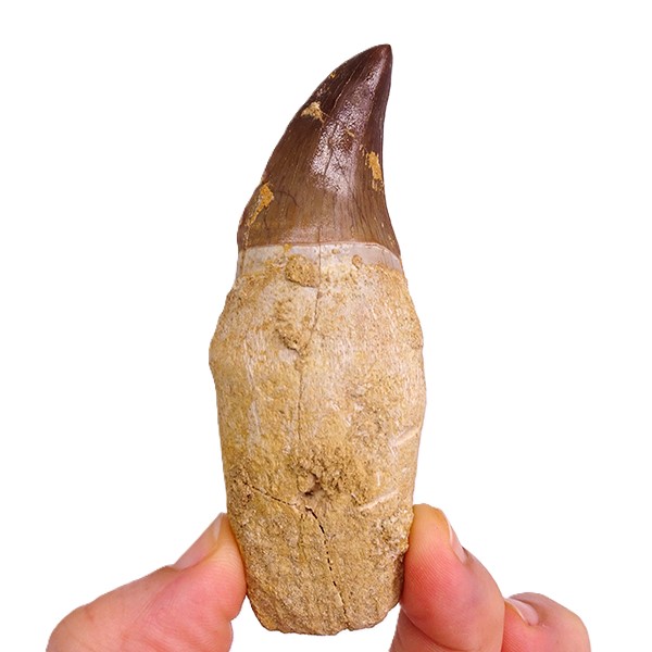 Prognathodon anceps - Imagen 4