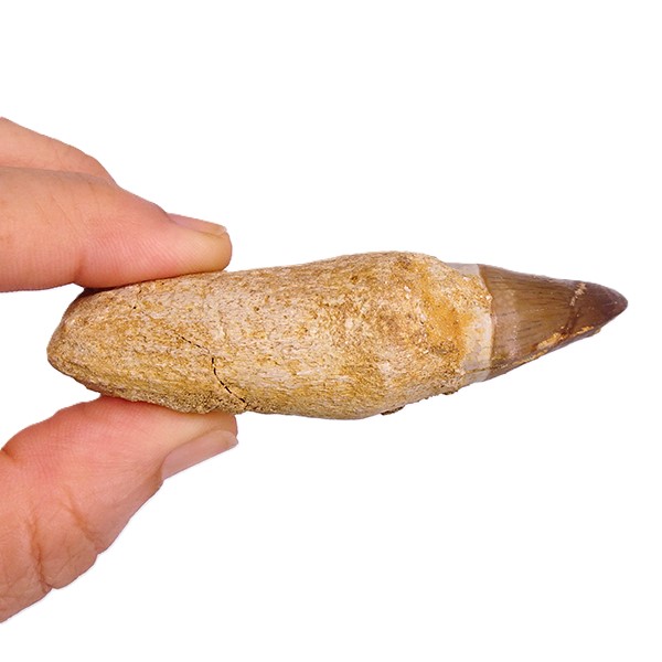 Prognathodon anceps - Imagen 3
