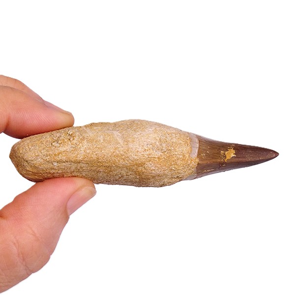Prognathodon anceps - Imagen 2